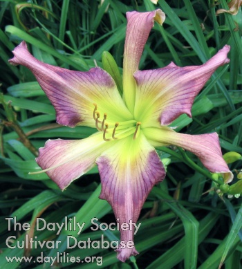 Daylily Whispering Winged Wizard